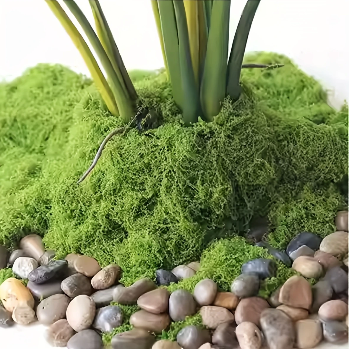 50g Fake Moss DIY Crafts Grass - огляд і ціна Sphagnum Moss Dry
