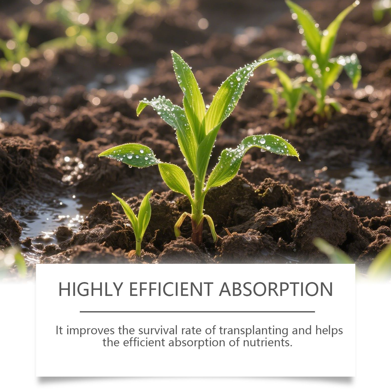 Root Booster For Plants Natura - огляд і ціна Root Stimulator Liquid