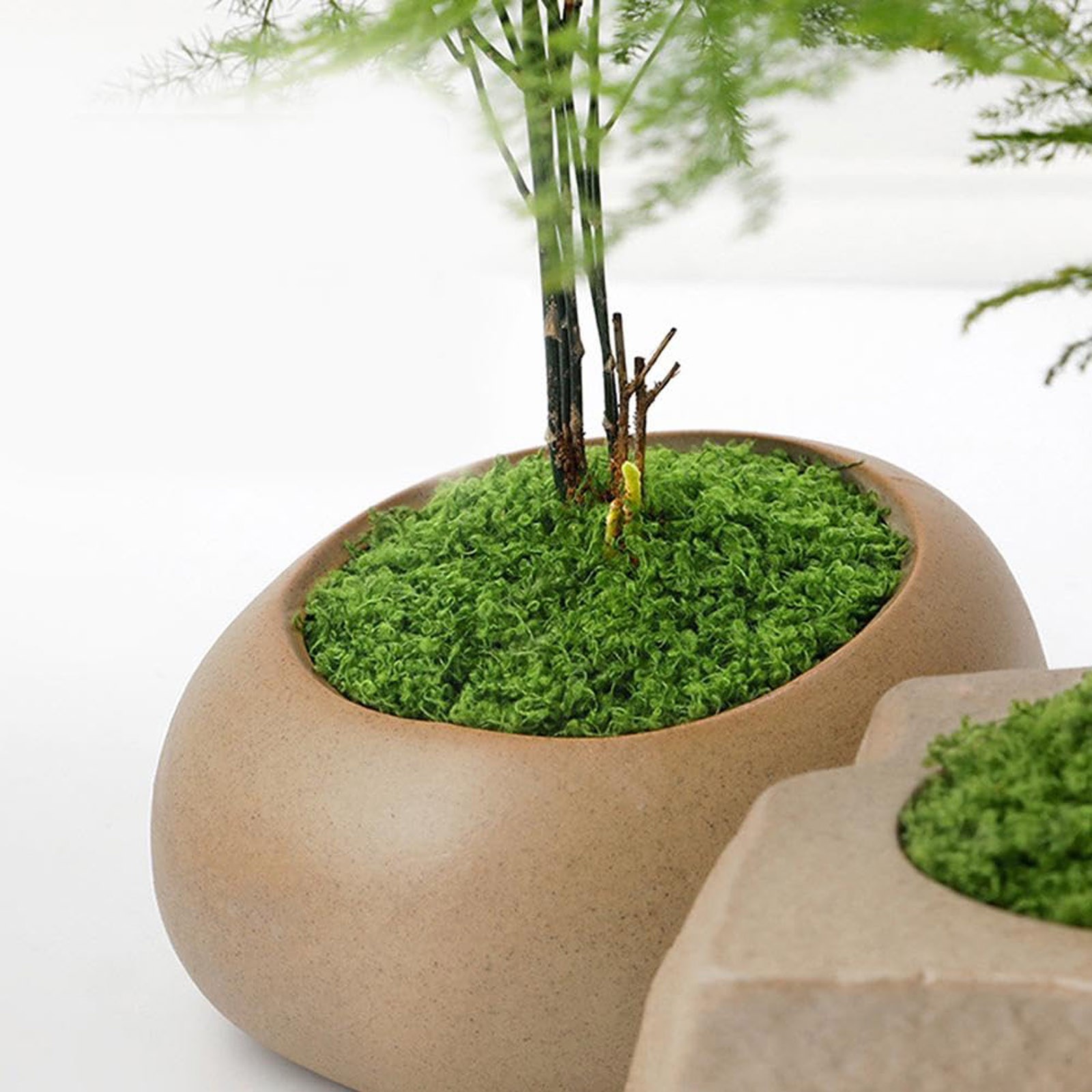 50/200g Artificial Moss For De - огляд і ціна Sphagnum Moss Dry