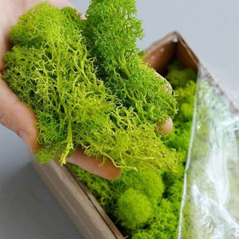 20/40/100g Eternal Life Moss D - огляд і ціна Sphagnum Moss Dry