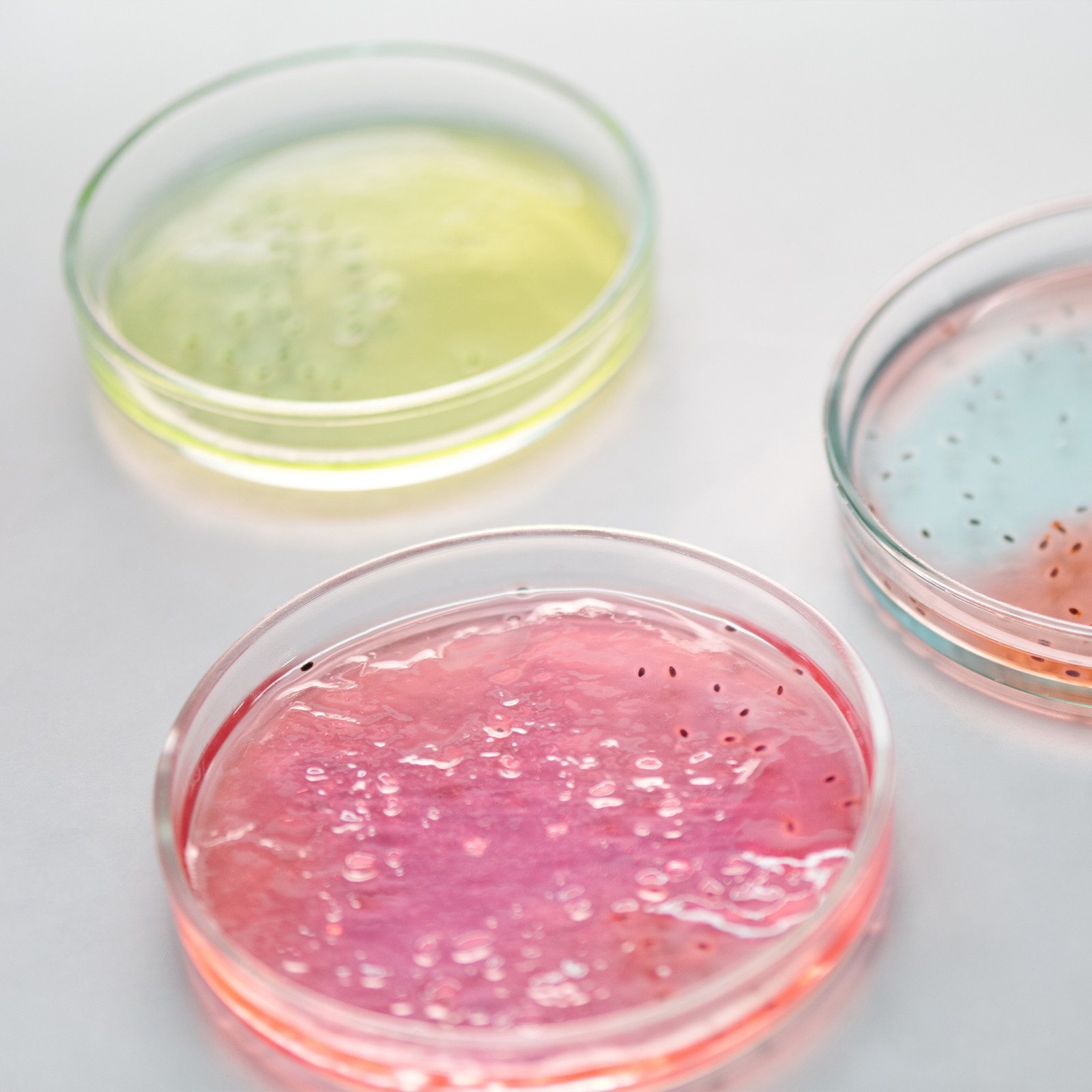 Glass Petri Dish Laboratory Us - огляд і ціна Agar Tissue Culture
