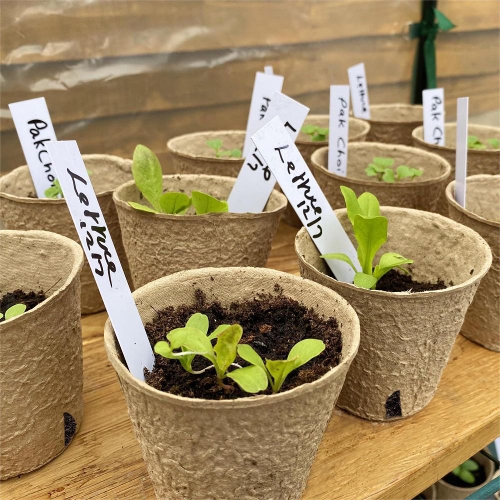 50PCS Biodegradable Plant Star - огляд і ціна Peat Pellet Tray