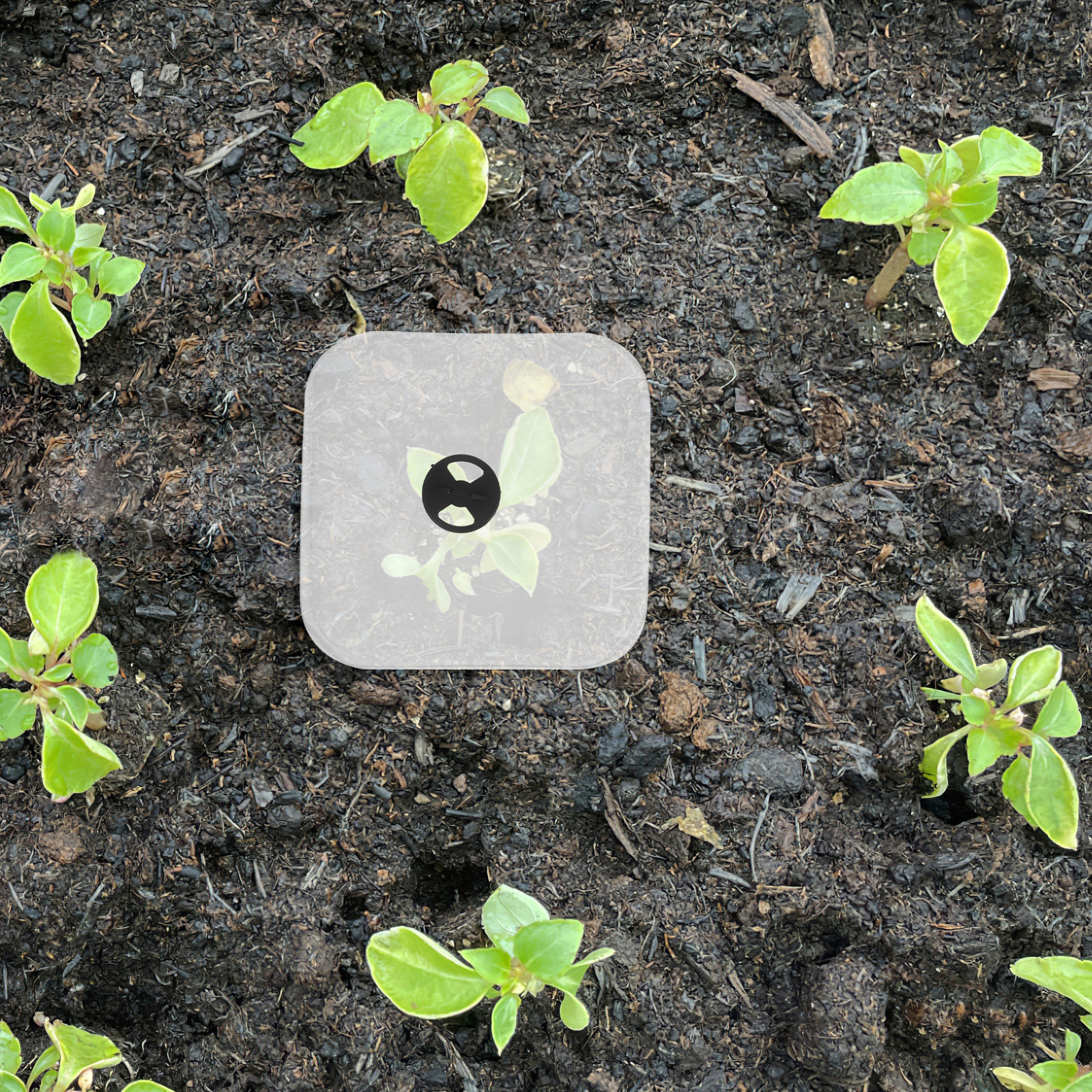 6Pcs Plant Cover Humidity Dome - огляд і ціна Plastic Dome Clear