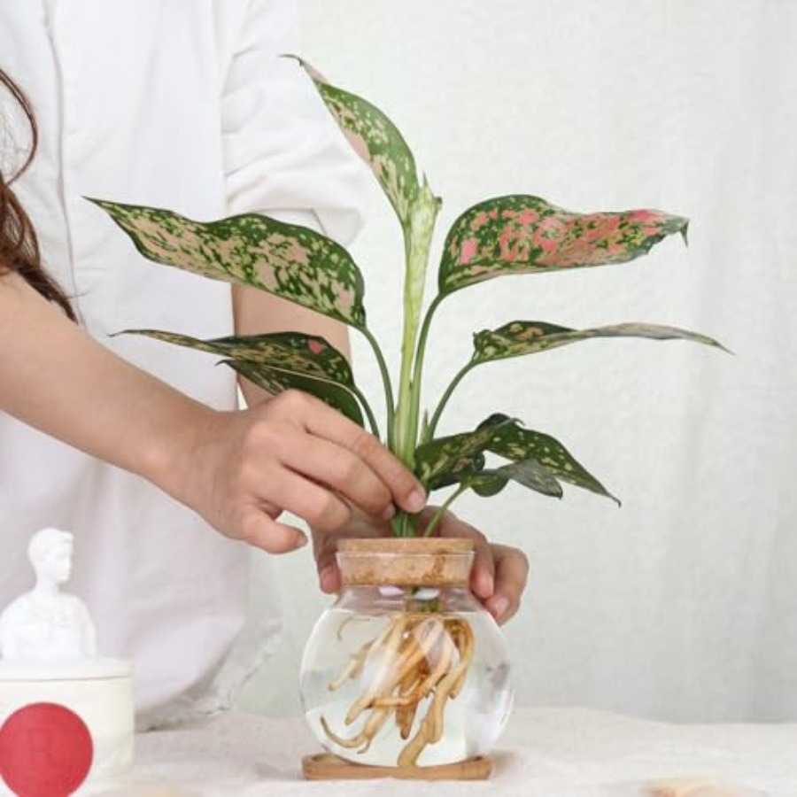 Plant Propagation Station, Hyd - огляд і ціна Propagation Station Vase
