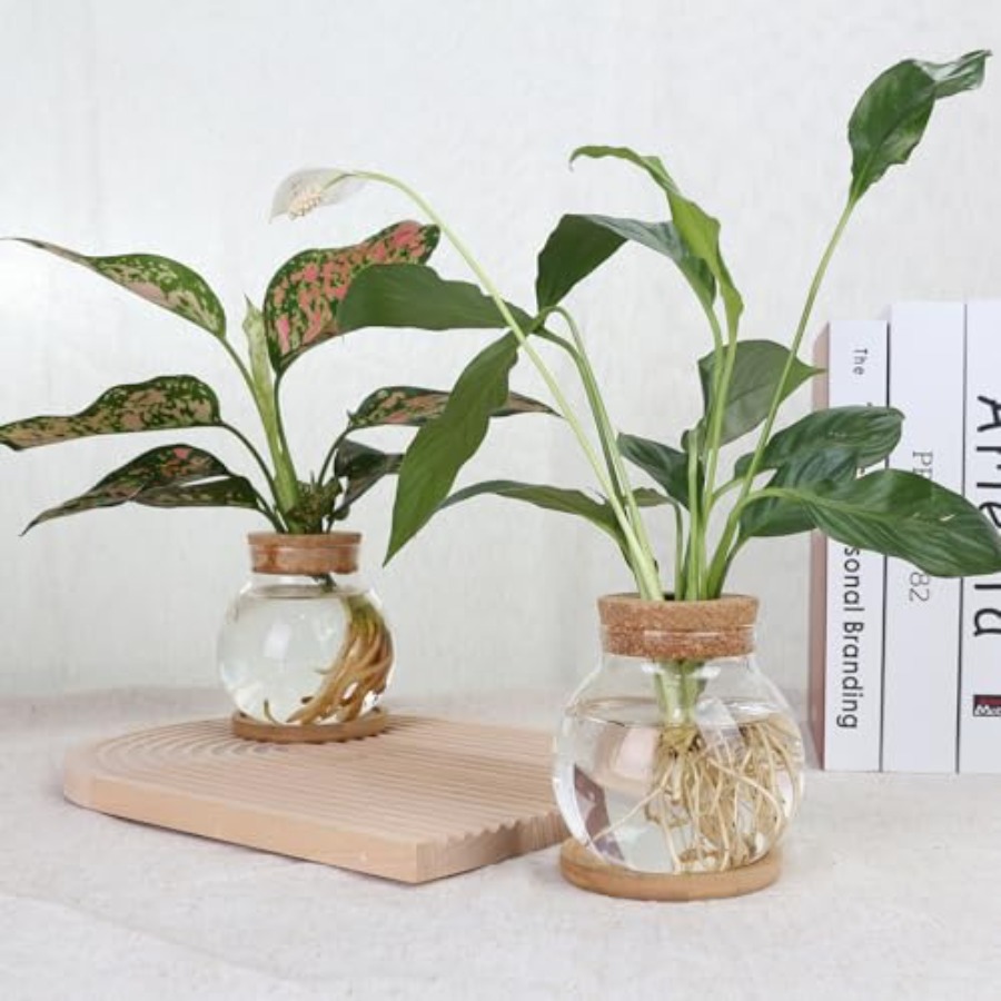 Plant Propagation Station, Hyd - огляд і ціна Propagation Station Vase