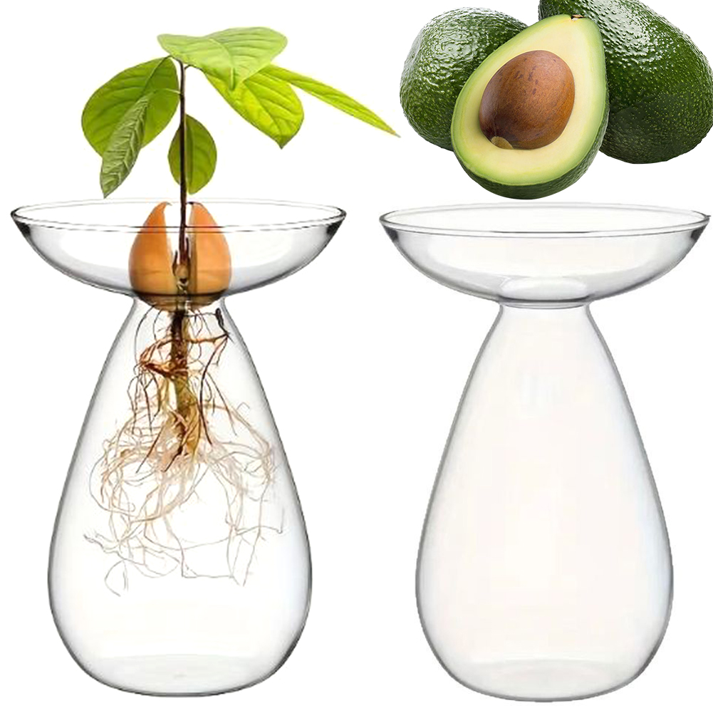 Avocado Seed Starter Vase Tran - огляд і ціна Propagation Station Vase